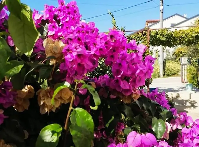 Aurora Apartment, * Zára